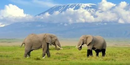 Amboseli safari landscape in Kenya