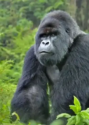 Mountain gorilla trekking in East Africa