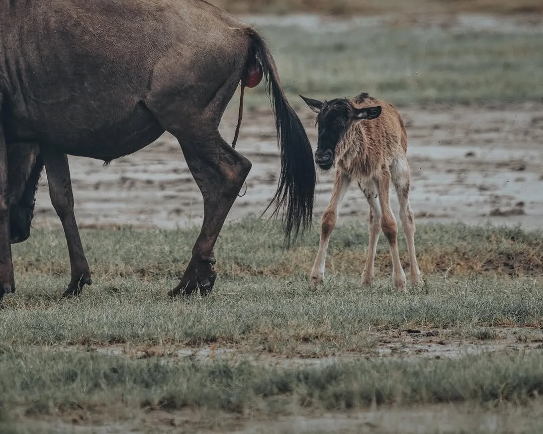 Great Migration wildlife in the Serengeti ecosystem