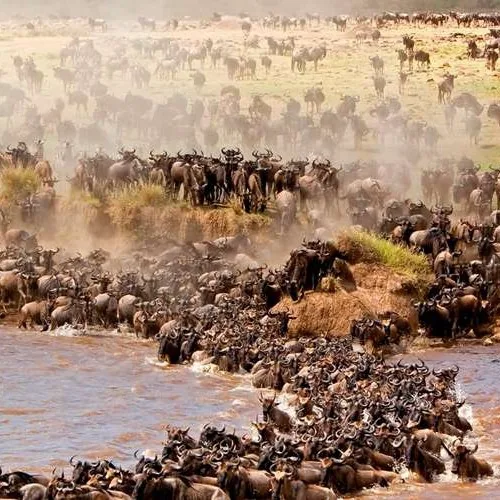 Wildebeest migration in Serengeti National Park