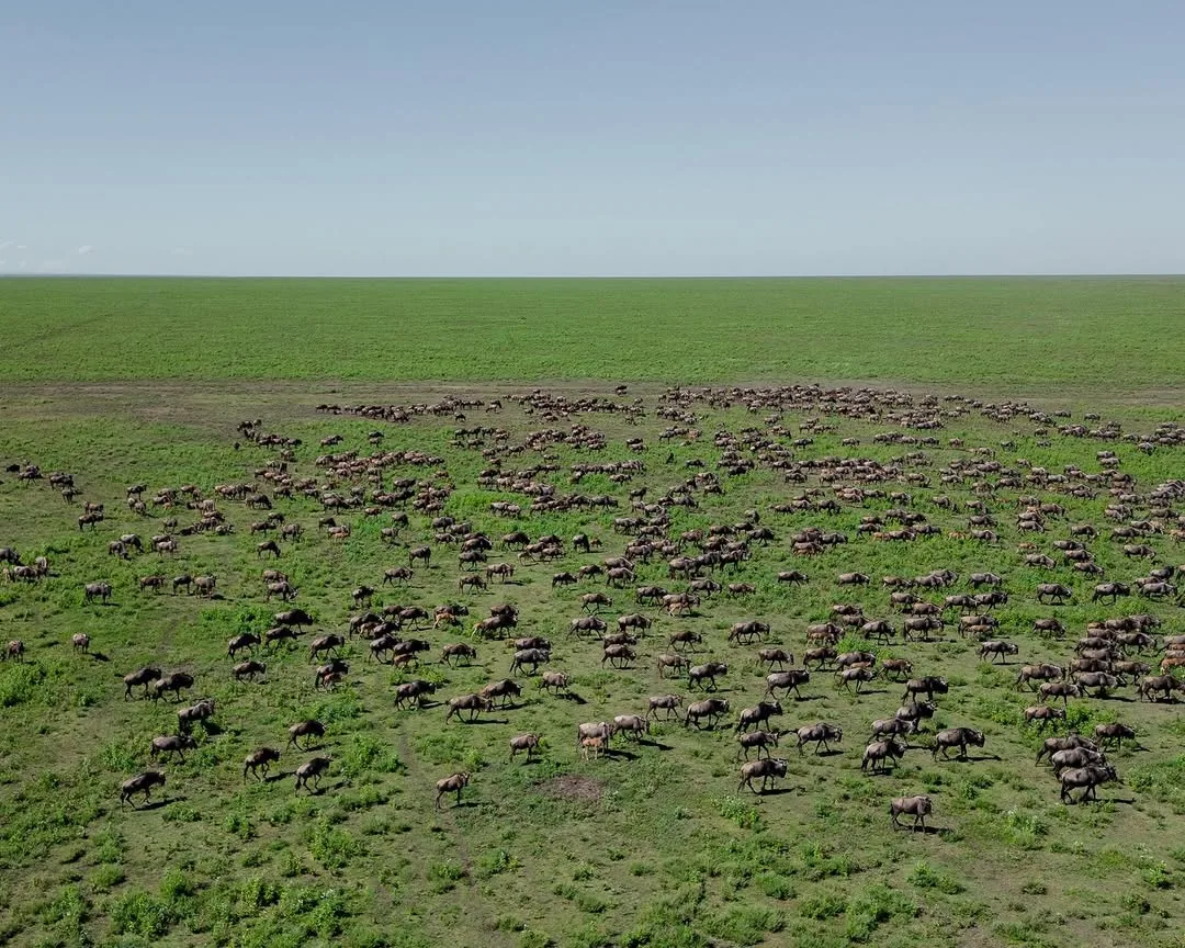 Wildlife across the Serengeti plains