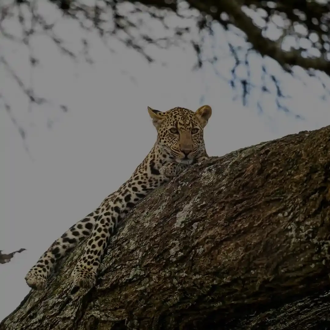 Leopard on a Tanzania wildlife safari