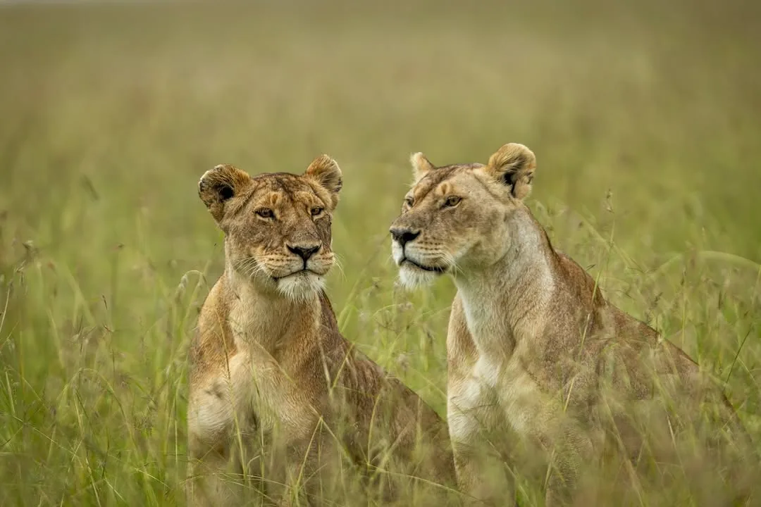 Lion on safari in Tanzania