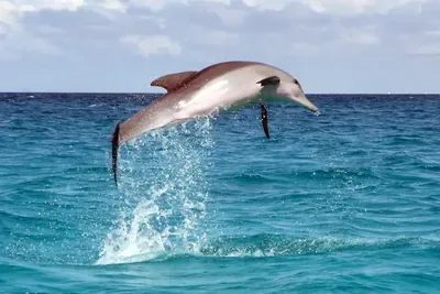 dolphin snokling sandbank tour in zanzibar menai bay 400