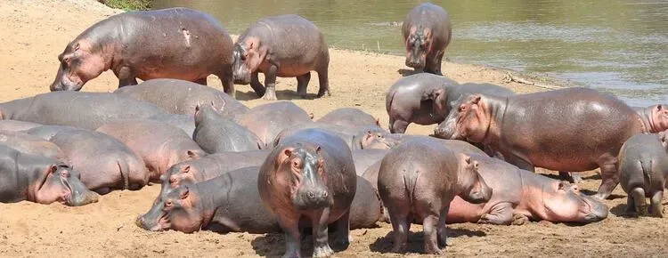 hippos in katavi national park