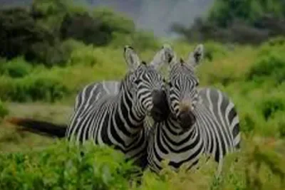 kenya safari tour pakage 400