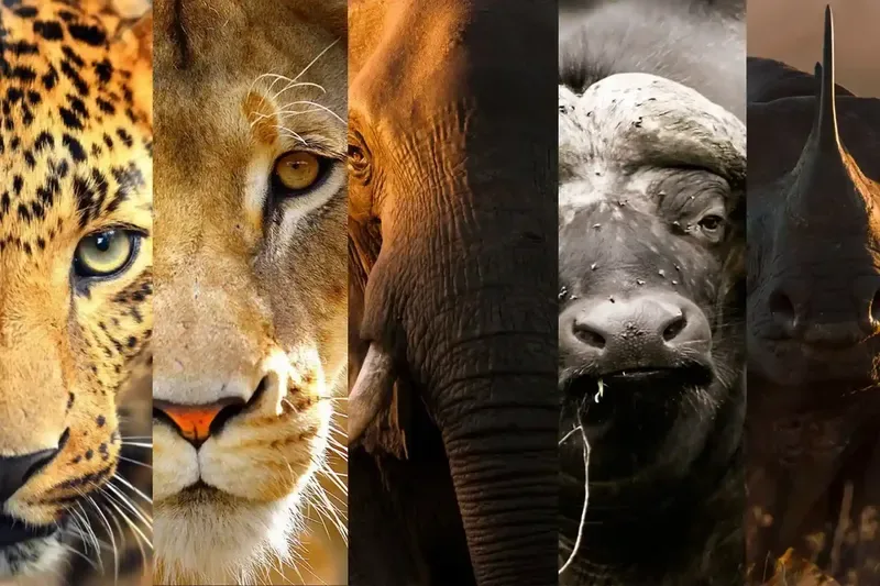 majestic beasts unveiling the magic of africas iconic big five 800