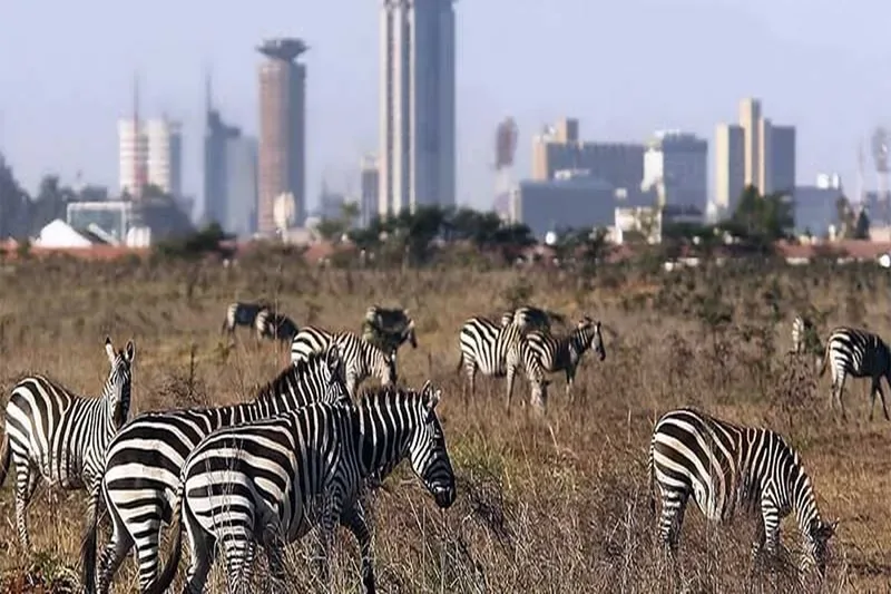 nairobi national park tour