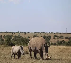 ol pejeta conservancy tour in kenya 400