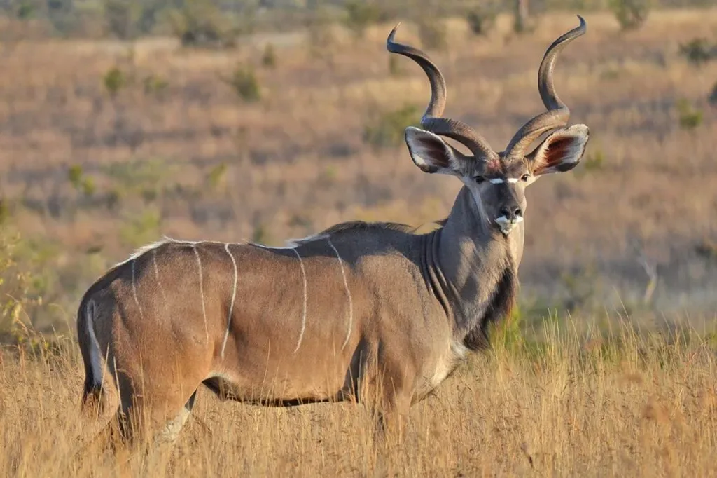 ruaha safari