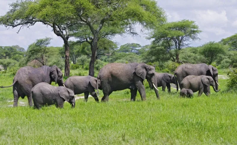 tarangire elephants