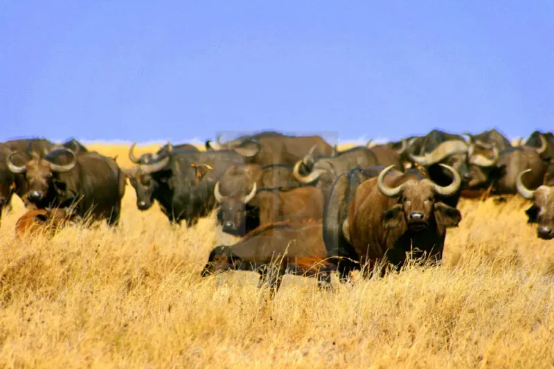 the big five in serengeti 800