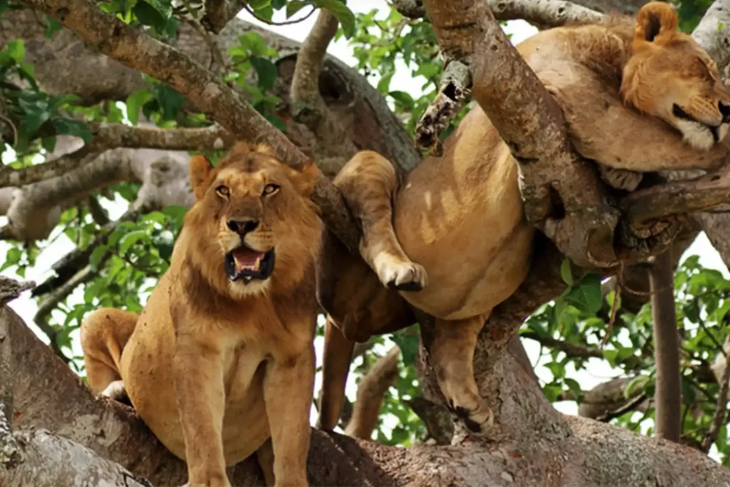 the essential 4 day uganda safari tour