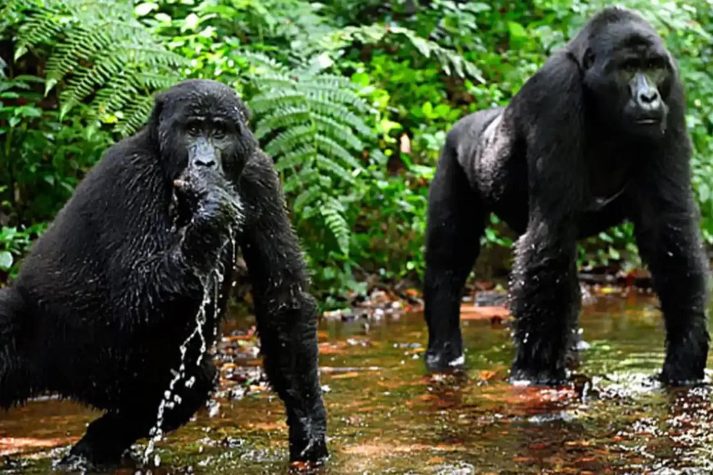The Popular 14 Day Kenya Safari and Uganda Gorilla Experience