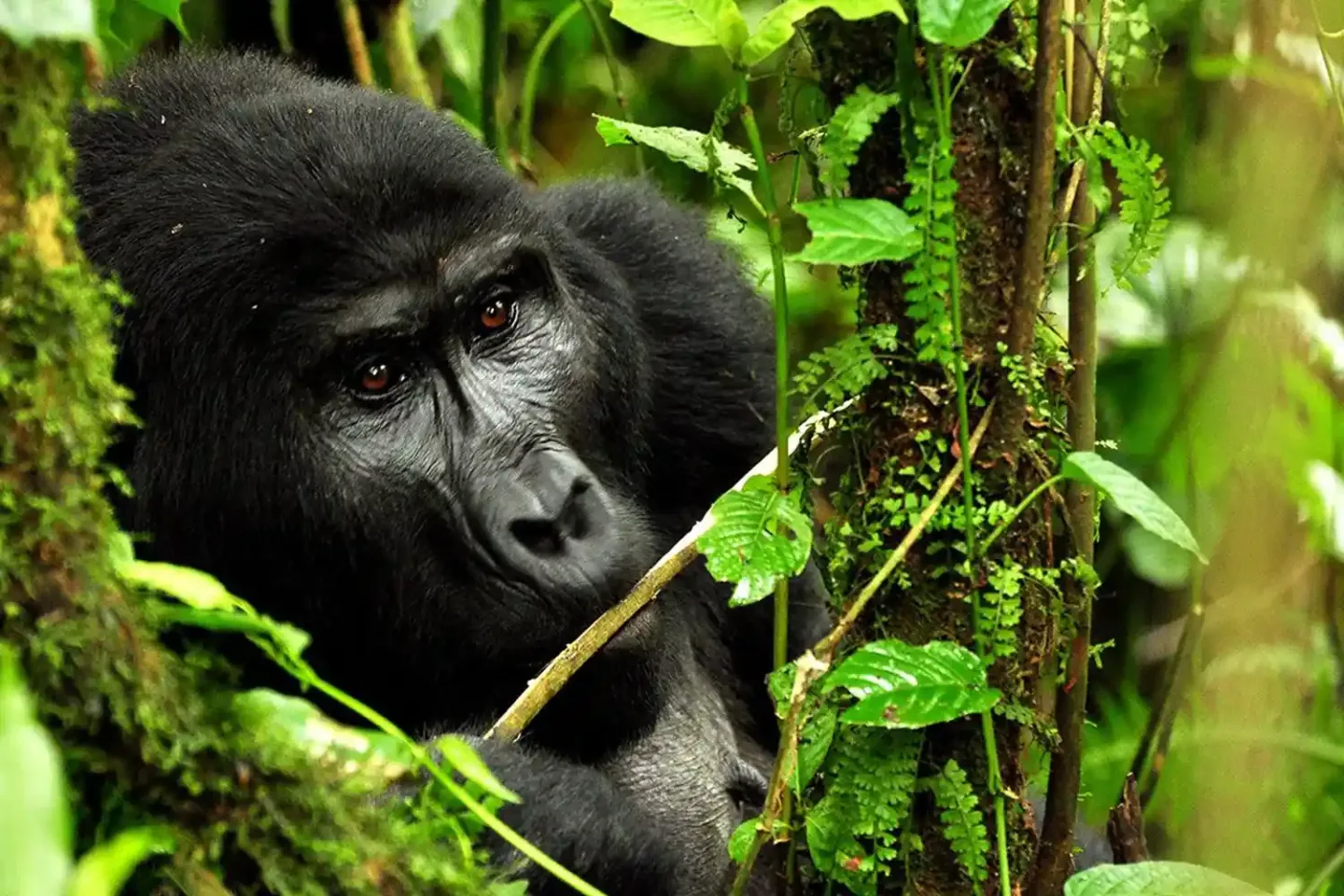 the shocking 3 day uganda safari tour