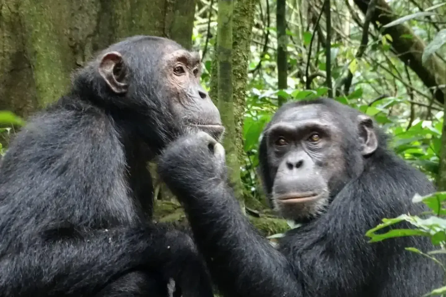 the unlimited 7 Day Uganda Chimpanzee and Rwanda Gorilla Adventure