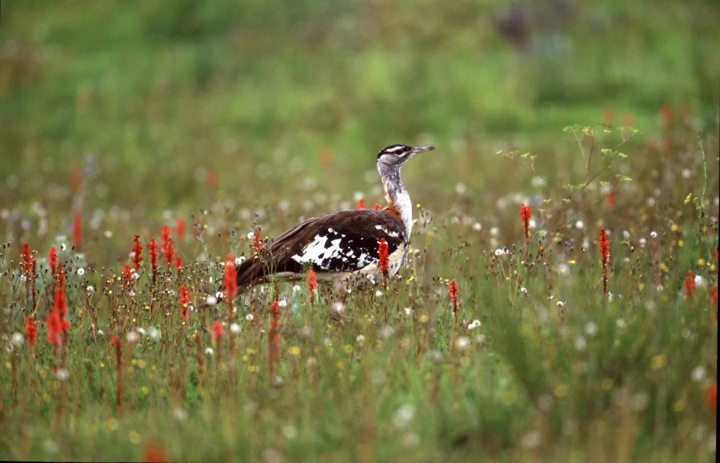 Kitulo National Park Denhams Bustard 01