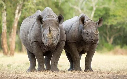 Mkomazi National Park 028