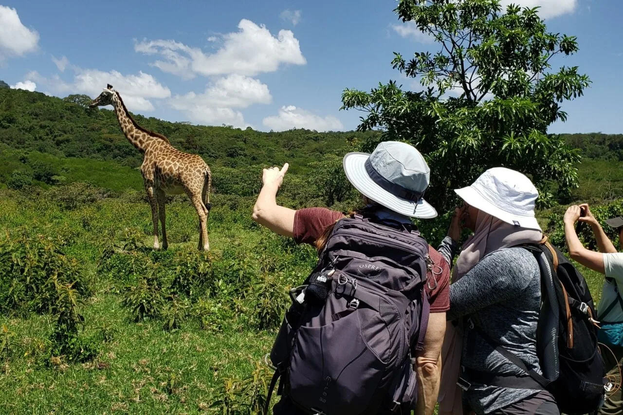 AfroEast Adventures safari vehicle among wildlife in Tanzania