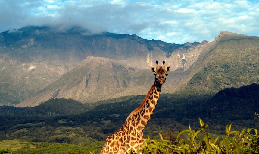 Arusha National Park Day Trip